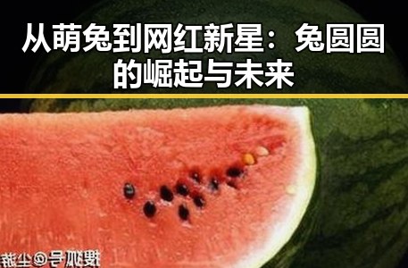 从萌兔到网红新星：兔圆圆的崛起与未来